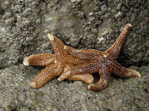 Star Fish on Pwlldu Bay