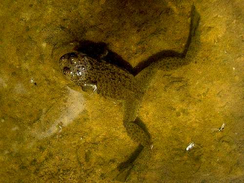 Yellow-bellied Toad 