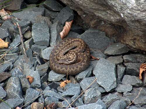Snake on the trail from Karlova Studánka to the mount Praděd