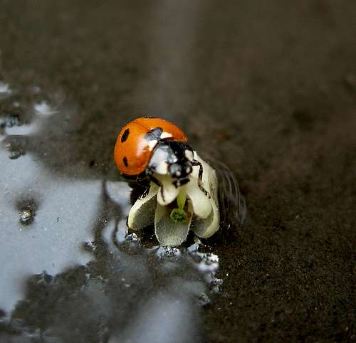 Ladybug in the rain