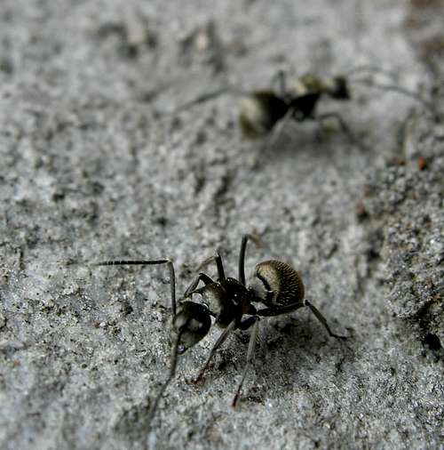 Himalaya ants