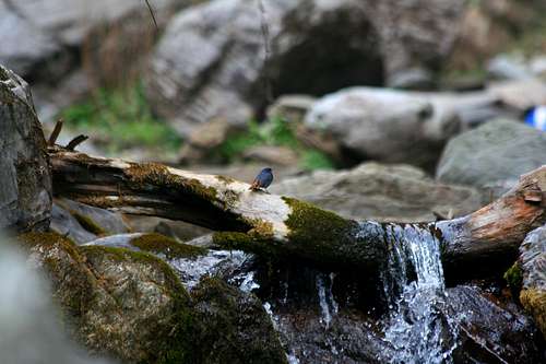     *       Plumbeous Water Redstart (Rhyacornis fuliginosa)