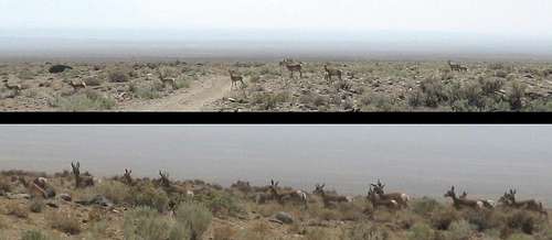 Pronghorns in Distance