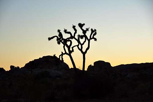 Joshua Tree at dusk