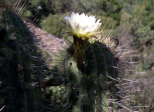 Flower of the cactus