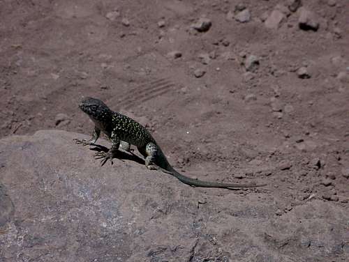 A lizard enjoying the sunshine on Cerro Provincia