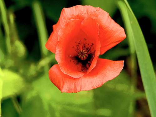 Papaver rhoeas