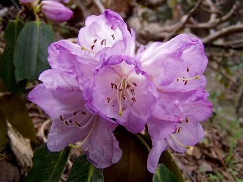 Rhododendron at 12k