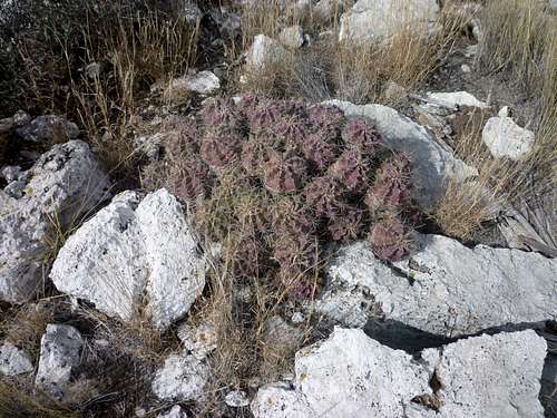 Lost Peak Summit Area Cactus