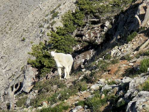 Mountain Goat on the South Face of Ben Lomond