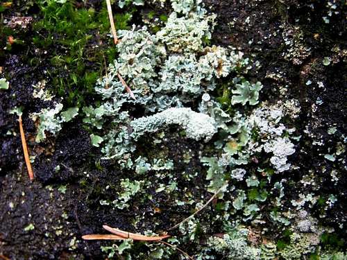 Lichens ...