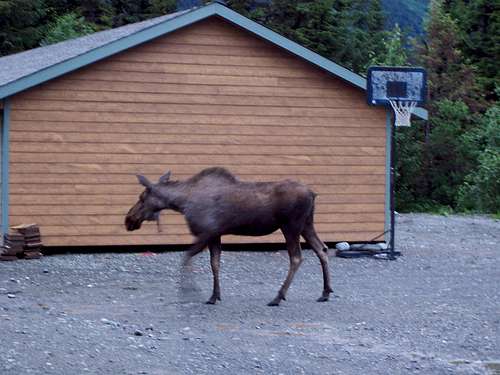 Moose in employee parking lot, Aleyeska AK