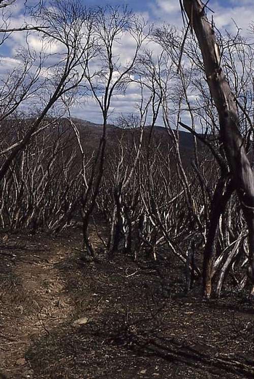 snow gums destroyed by the fire