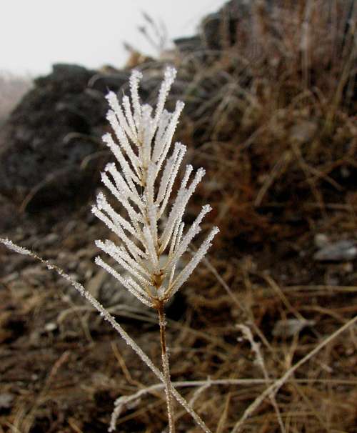 Mountain Flower In winter