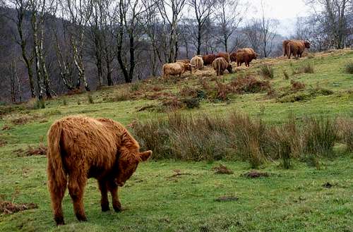 Highland Cattle in the Peak District