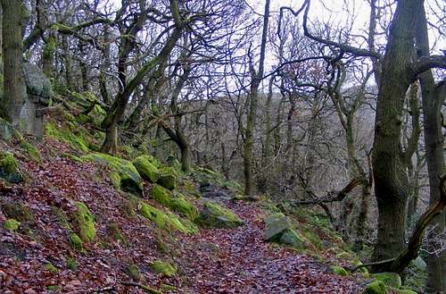 Ancient Peak District Woodland