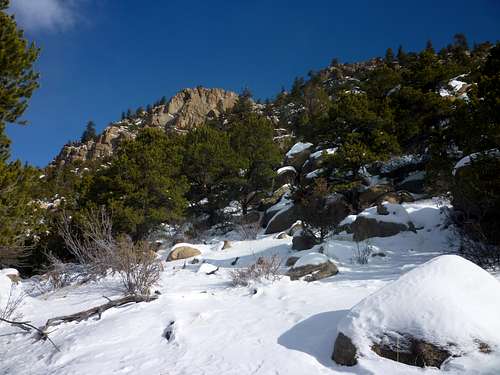 Piñon Forest and Snow