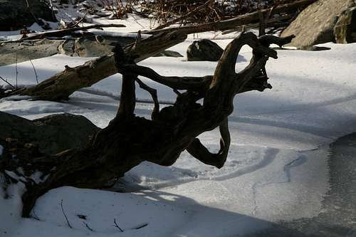 Fallen Tree and Frozen Pool
