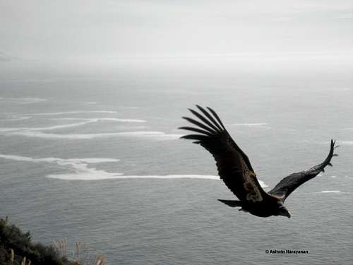 California Condor