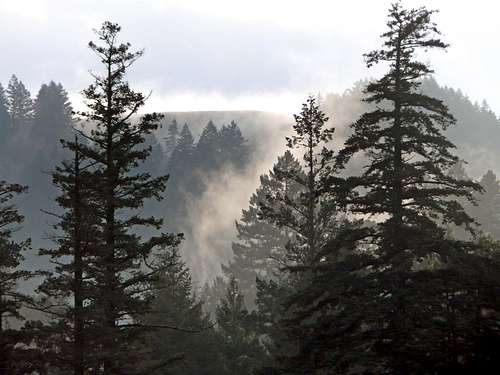 Misty pines below Bolinas Ridge