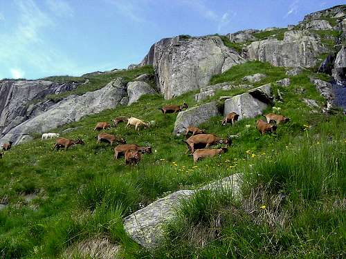 Sheep on slopes of Strahlhorn