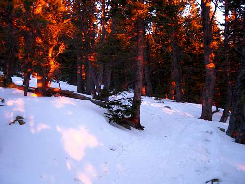 Goblins Forest burns with Alpenglow