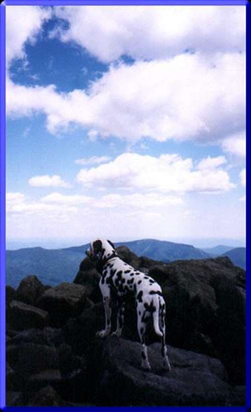 A Dalmatian's view from the...