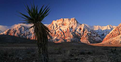 Yucca and Red Rocks