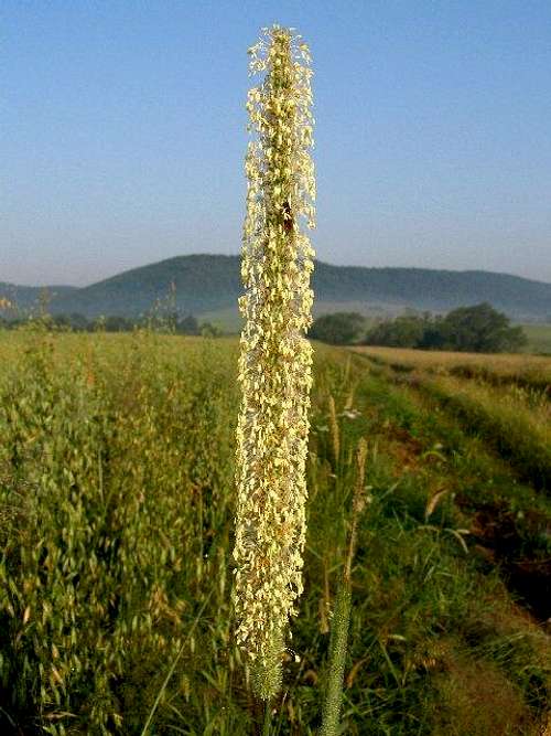 Timothy-grass in the blossoming period