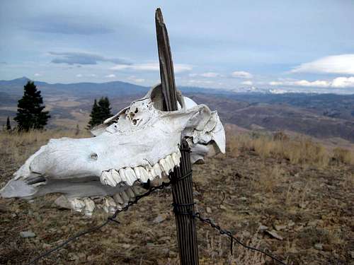 Elk skull on summit of Elk Mountain (Sleeping Giant)