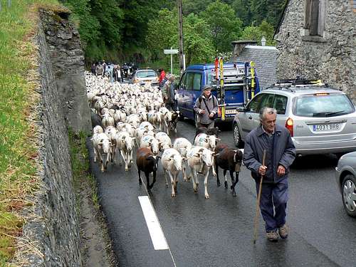 The sheep transhumance in the Aure valley