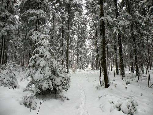 Wintery Forest 