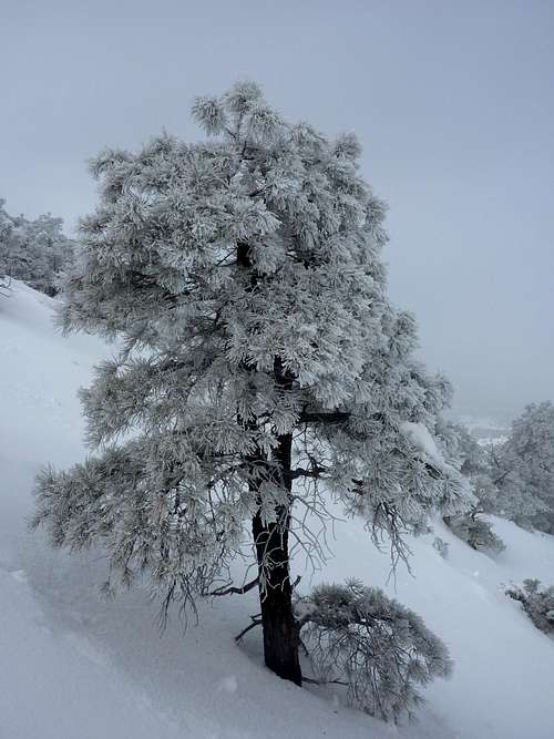 Rime Iced Tree