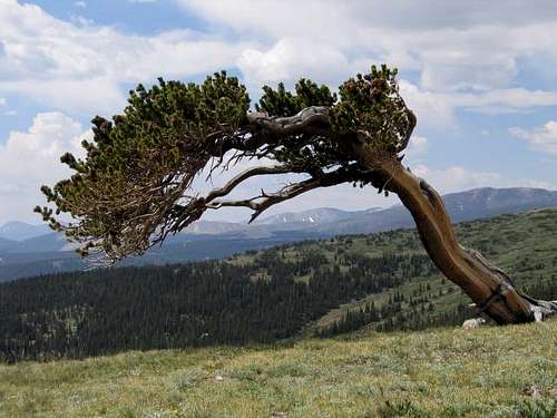 A Bristlecone Pine Tree at the...
