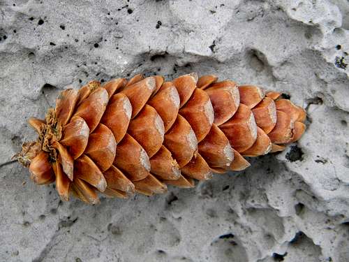 Limber Pine Cone