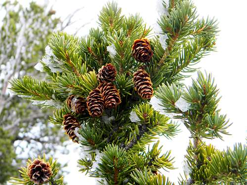 Spruce Cones