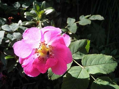 Wild rose in the Pyrenees