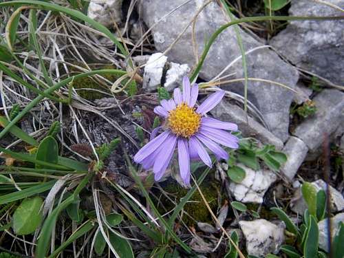 Aster alpinus, in the Pyrenees