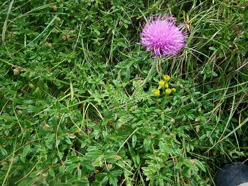 Thistle in the Pyrenees