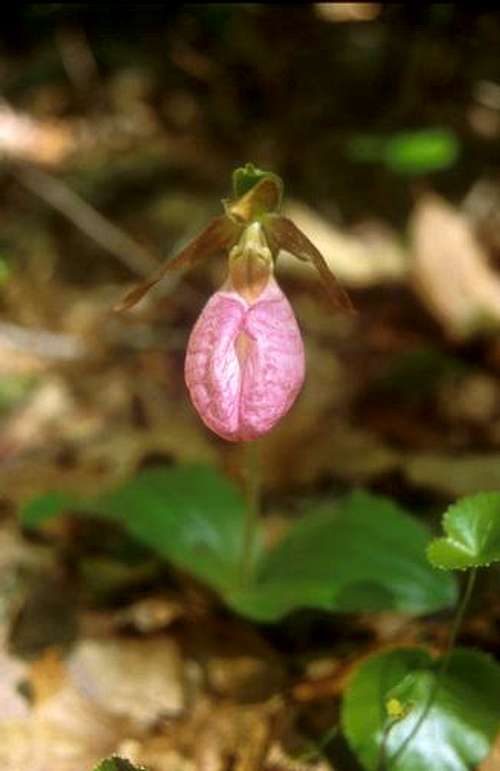 Pink Lady Slipper Wide View