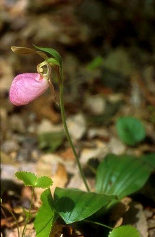 Pink Lady Slipper Side View