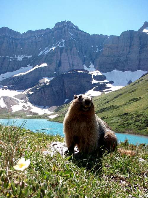 Smiling Marmot!
