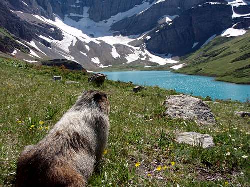 Marmot Heaven