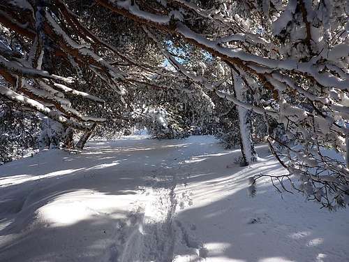 Walking in the snowy Val d'Aran