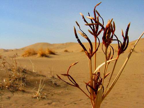 Plants in Desert