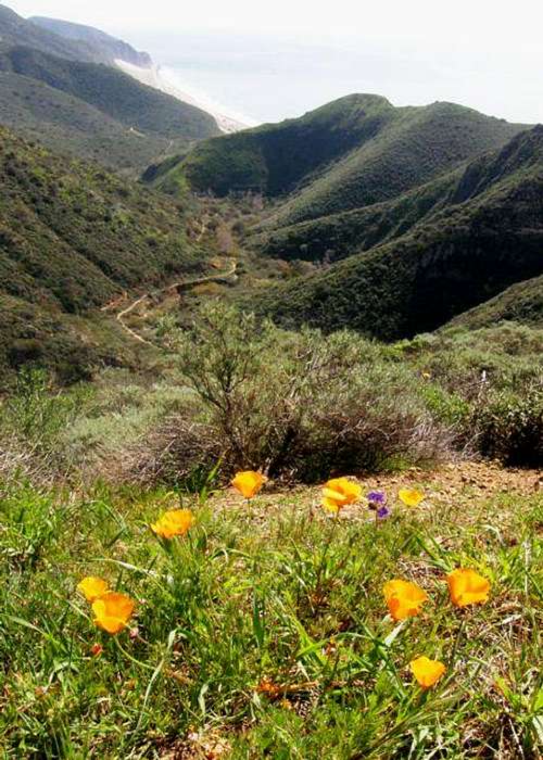 Mugu Peak Trail View w/ Poppies
