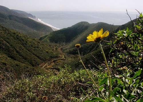 Mugu Peak Sunflower
