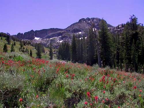 Wildflowers abound on the...