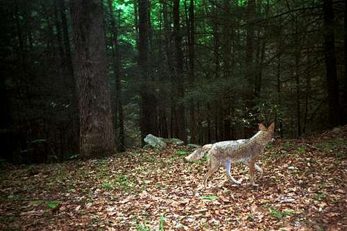 Coyote in The Blue Ridge