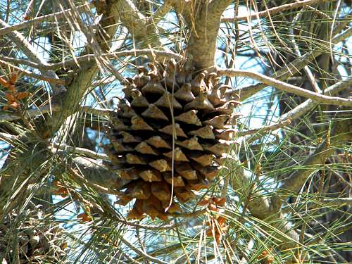 Digger Pine Cone